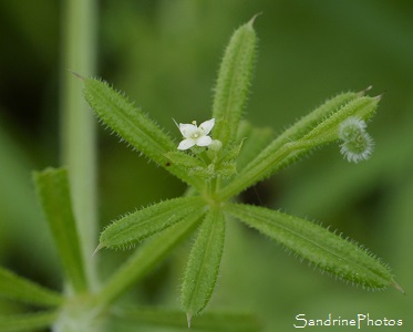 Gaillet gratteron, Galium aparine, Fleurs sauvages blanches, White wild flowers of the garden, Jardin, Bouresse, Le Verger, région Aquitaine-Limousin-Poitou-Charentes 86 (26)