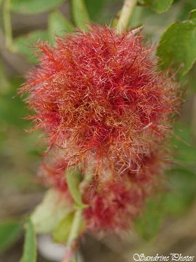 Galle de l`Eglantier, Rosa canina, Arbustes à fleurs, pompon rouge sur tige, Bédégar, parasite, larve d`Hyménoptères, Jardin, Bouresse, Poitou-Charentes (21)