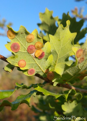 Galle jaune puis rose sous feuille de chêne, Cynips, Neuroterus quercusbaccarum, lentille ronde, jaune et plate, Insectes, Le Verger, Refuge LPO Bouresse, Sud-Vienne (14)