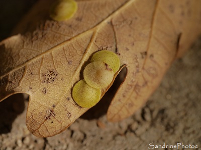 Galle sous feuille de chêne, Neuroterus quercusbaccarum, lentille ronde, jaune et plate, Insectes, Le Verger, Refuge LPO Bouresse, Sud-Vienne (14)