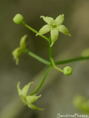 Garance voyageuse, Rubia peregrina, Fleurs sauvages jaune pâle, Jardin, Le Verger, Bouresse 86, Poitou, Sud-Vienne, Biodiversité en Région Nouvelle Aquitaine (43)