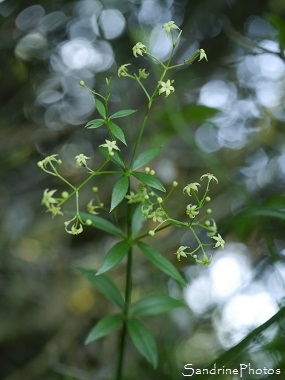 Garance voyageuse, Rubia peregrina, Fleurs sauvages jaunes à verdâtre, Jardin, Le Verger, Bouresse 86, Sud-Vienne, Poitou, Biodiversité en région Nouvelle Aquitaine (29)