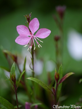 Gaura de Lindheimer rose, Gaura lindheimeri, Siskiyou Pink, Plante de massif, Jardin, Bouresse