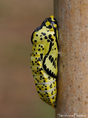 Gazé, Aporia Crataegi, Pieridae, Chrysalide jaune et noir, Refuge LPO La Planchette, Queaux