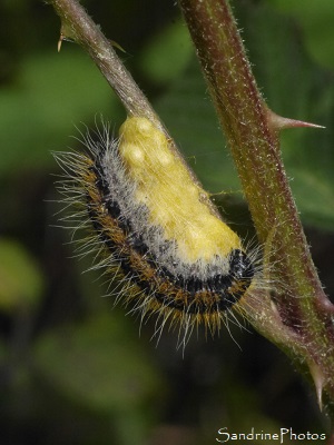 Gazé chenille parasitée, Aporia crataegi, Bouresse, le Verger, Refuge LPO (11)