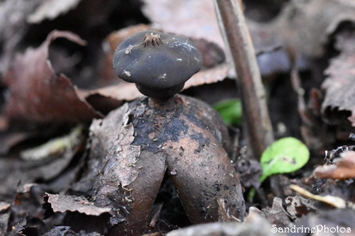 Géastre à quatre branches Geastrum quadrifidium, Géastres, Gastéromycètes, Champignons, Le Verger, Bouresse, Vienne 86 (2).jpg