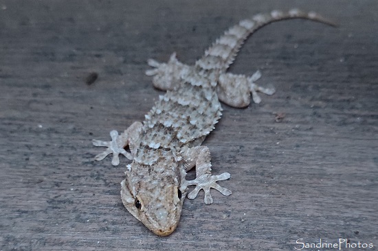 Gecko, Tarente de Maurétanie, reptiles, lézards, Pyrénées Catalanes, Prades 66