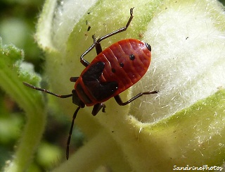 Gendarme juvénile Pyrrhocoris apterus Pyrrhocoridae, young red and black Fire bug, Bouresse, Poitou-Charentes (1)