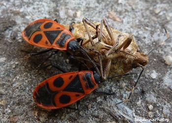 Gendarmes sur une punaise, fire bug on a dead bug, Pyrrhocoris aptera, Bouresse Poitou-Charentes (1)