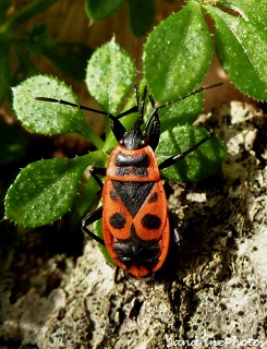 gendarme, Pyrrhocoris apterus, adult Fire bug Insectes, Bouresse, Poitou-Charentes (1)