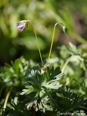 Géranium Colombin, Geranium columbinum, Fleurs sauvages roses, Bouresse, Le Verger, Biodiversité en Région Aquitaine Limousin Poitou-Charentes (16)