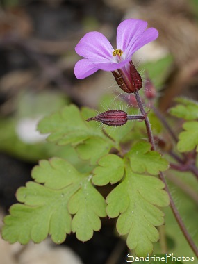 Géranium Herbe à Robert, Geranium robertianum, Fleurs sauvages roses, Pink wild flowers, Bouresse, Le Verger, Biodiversité en Région Aquitaine Limousin Poitou-Charentes, SandrinePhotos(140)