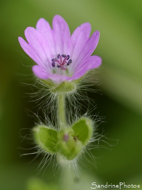 Géranium à feuilles molles, Geranium molle, Fleurs sauvages roses, Pink wild flowers, Jardin, Le Verger, Bouresse, Région Aquitaine Limousin Poitou-Charentes (78)