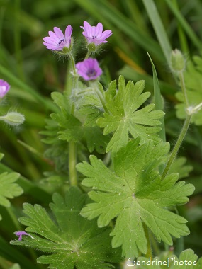 Géranium à feuilles molles, Geranium molle, Fleurs sauvages roses, Pink wild flowers, Jardin, Le Verger, Bouresse, Région Aquitaine Limousin Poitou-Charentes 86 (80)