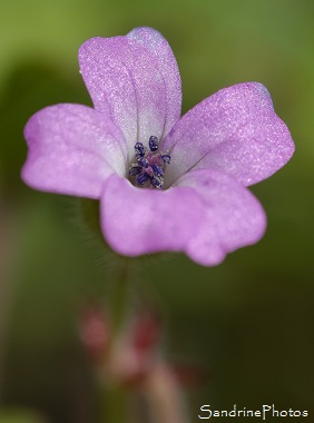 Géranium à feuilles rondes, Geranium rotundifolium, Fleurs sauvages roses, Pink wild flowers, Bouresse, Le Verger, Biodiversité en Région Aquitaine Limousin Poitou-Charentes, SandrinePhotos (122)