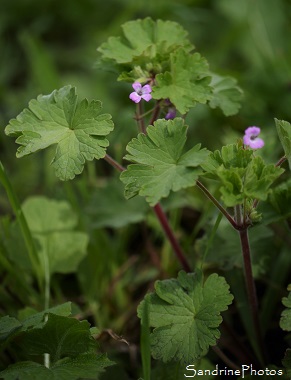 Géranium à feuilles rondes, Geranium rotundifolium, Fleurs sauvages roses, Pink wild flowers, Bouresse, Le Verger, Biodiversité en Région Aquitaine Limousin Poitou-Charentes, SandrinePhotos (136)