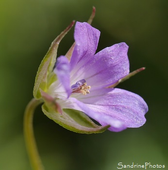 Géranium colombin, Geranium columbinum, Pied de Pigeon, Fleurs sauvages roses, Pink wild flowers, Région Aquitaine-Limousin-Poitou-Charentes (8)