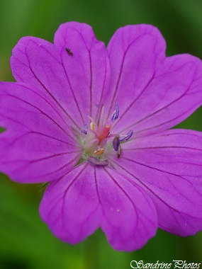 Géranium sanguin, Geranium sanguineum, Fleurs sauvages roses, rare pink wild flowers of Poitou-Charentes, France, Vallée de l`Aubineau, 27 juin 2014 (1)