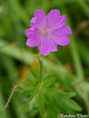 Géranium sanguin, Geranium sanguineum, Fleurs sauvages roses, rare pink wild flowers of Poitou-Charentes, France, Vallée de l`Aubineau, 27 juin 2014 (2)