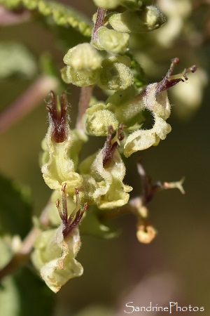 Germandrée, Sauge des bois, Teucrium scorodonia, Plantes sauvages, fleurs jaunes, Les Cubaux, Queaux (111)