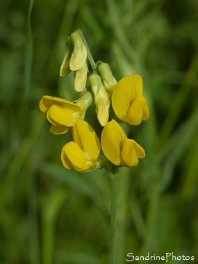 Gesse des prés, Lathyrus pratensis, Fleurs sauvages jaunes, Légumineuses, Yellow wild flowers, Jardin, le Verger, Bouresse ALPC (1)