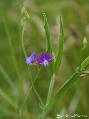 Gesse hérissée, Gesse à gousses velues - Lathyrus hirsitus, Gesse à longues feuilles par paires, Jardin, Le Verger, Bouresse 86, Sud-Vienne, Biodiversité en région Nouvelle Aquitaine (88)