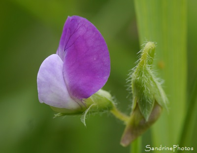 Gesse hérissée, Gesse à gousses velues - Lathyrus hirsitus, Gesse à longues feuilles par paires, Jardin, Le Verger, Bouresse 86, Sud-Vienne, Biodiversité en région Nouvelle Aquitaine (89)