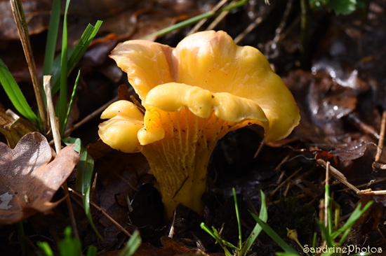 Girolle Girolle, Cantharellus cibarius, Champignons comestibles, Sud Vienne, Queaux (2).jpg