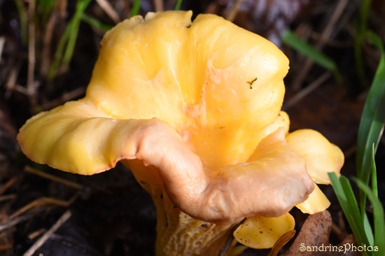 Girolle, Cantharellus cibarius, Champignons comestibles, Sud Vienne, Queaux (41).jpg