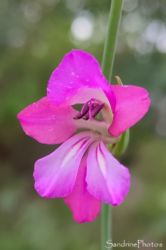 Glaeul des moissons, Glaeul sauvage, Gladiolus italicus, Fleurs sauvages roses, Mortaigues, Les Brandes de Beauregard, Queaux (16)