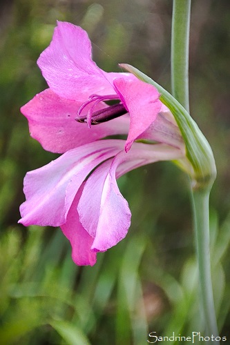 Glaeul des moissons, Glaeul sauvage, Gladiolus italicus, Fleurs sauvages roses, Mortaigues, Les Brandes de Beauregard, Queaux (23)