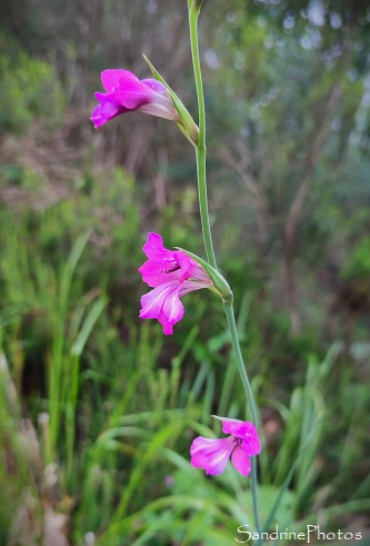 Glaeul des moissons, Glaeul sauvage, Gladiolus italicus, Fleurs sauvages roses, Mortaigues, Les Brandes de Beauregard, Queaux (24)