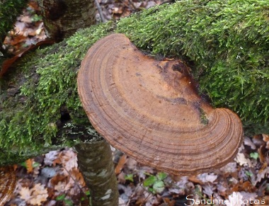 Gloeophyllum sepiarium-Lenzite des clôtures, Bouresse 86