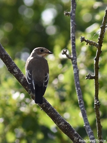 Gobemouche noirs, Ficedula hypoleuca, Le Verger, Bouresse (47).jpg