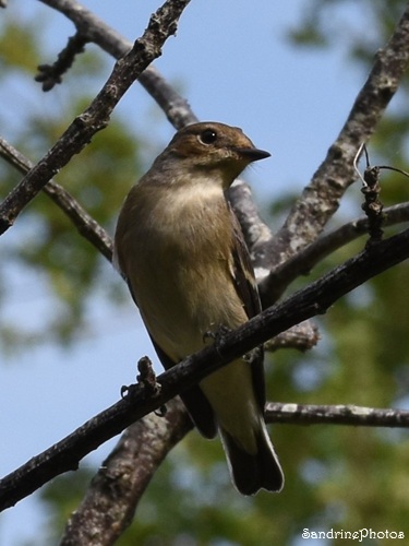 Gobemouche noirs, Ficedula hypoleuca, Le Verger, Bouresse (48).jpg