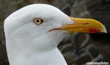 Goéland argenté Larus argentatus Oiseaux des mers Roscoff juillet 2012 