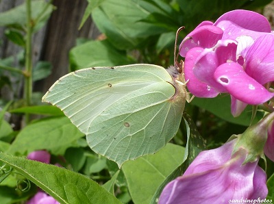 Gonepteryx Rhamni Le citron Pieridae papillon de jour Bouresse Poitou-Charentes 86