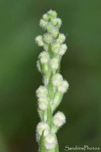 Goodyère rampante, Goodyera repens, Rando avec les vautours, Le Rozier, Peyreleau, Lozère (209)