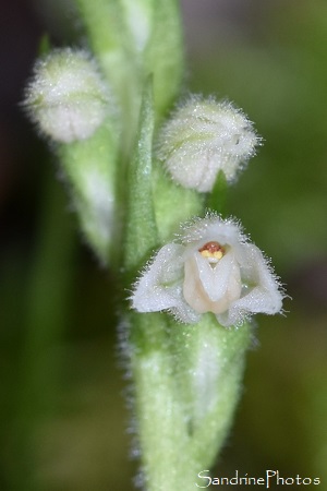 Goodyère rampante, Goodyera repens, Rando avec les vautours, Le Rozier, Peyreleau, Lozère (213)