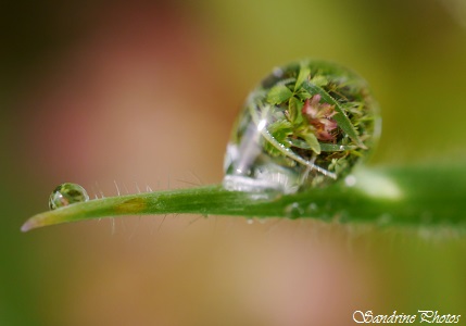 Goutte d`eau, petite fleur emprisonnée dans une goutte d`eau, little flower emprisonned into a rain drop, Macrophotographie, SandrinePhotos Esprit Nature, Bouresse (1)