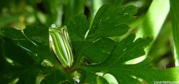 Goutte d`eau sur Herbe à Robert, Pierre précieuse au creux de la Fourchette du Diable, Rain drop in the heart of a leaf of Geranium robertianum, Bouresse, Poitou-Charentes, SandrinePhotos (1)