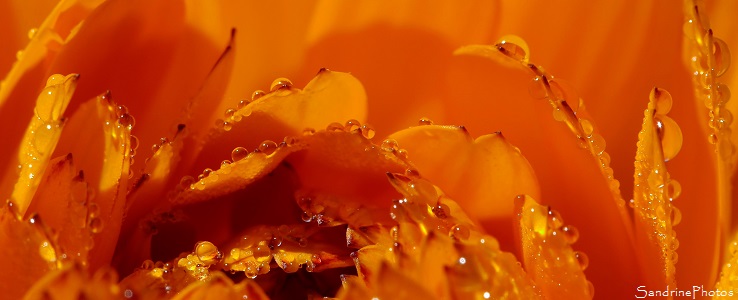 Gouttes d`eau et fleur de soucis, couleurs d`automne, orange, le Verger Bouresse