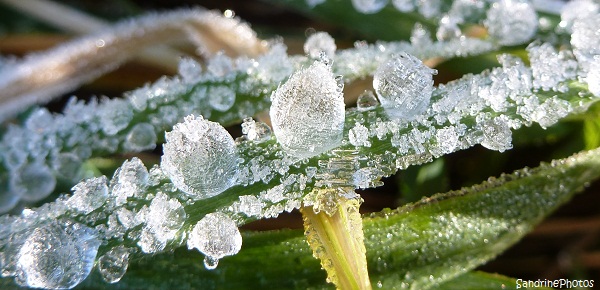 Gouttes d`eau glacées, frozen rain drops, Bouresse, Poitou-Charentes(1) (2)