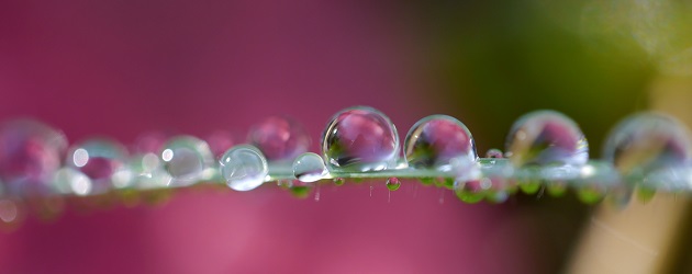 Gouttes d`eau, rain drops, Jardin, Le Verger, Bouresse, Poitou, 86, Région Nouvelle-Aquitaine