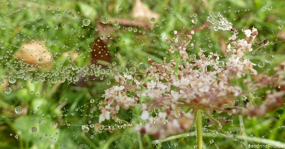 Gouttes d`eau sur toile d`araignée et carotte sauvage, Raindrops, Bouresse, Poitou-Charentes