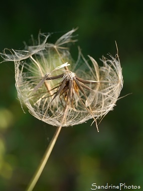 Graines de salsifis sauvages, Salsifis des prés, Tragopogon pratensis, Bouresse 86