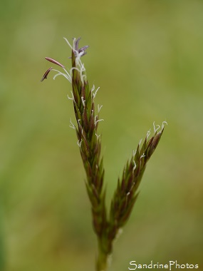 Graminées, Jardin, Le Verger, Bouresse (9)