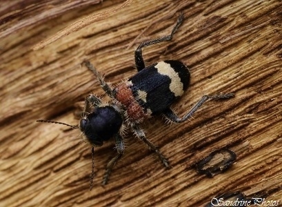 Grand Clairon, Clairon mutille, Pseudoclerops mutillarius, Clerus mutillarius, Coléoptères, Cleridae, Checkered Beetle, Insectes du Poitou-Charentes, Bouresse, Route de la Grange à Bonnet, SandrinePho