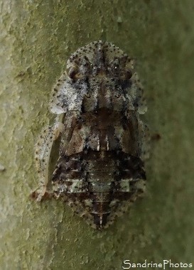 Grand Diable, Ledra aurita, Cicadellidae, Homoptère, Insecte étrange sur aubépine, Jardin, Le Verger, Bouresse 86, Biodiversité du Sud-Vienne (130)