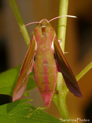 Grand Sphinx de la vigne, Grand Pourceau, Deilephila elpenor, Sphingidae, Le Piémont, Aslonnes (44)